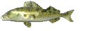 a shiny green fish swimming
